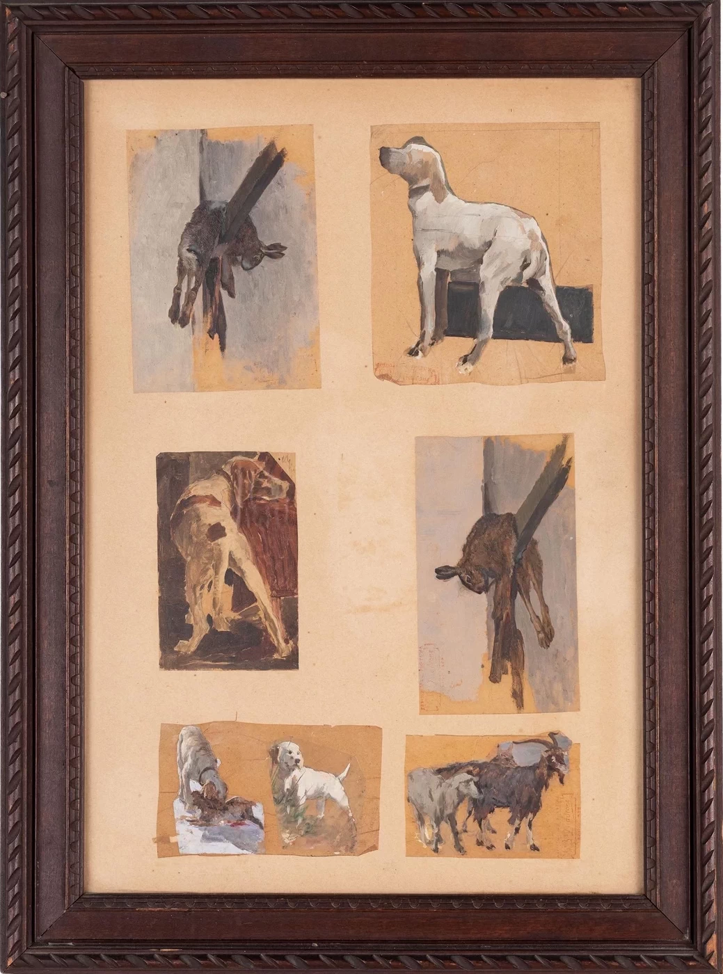 Studio di animali